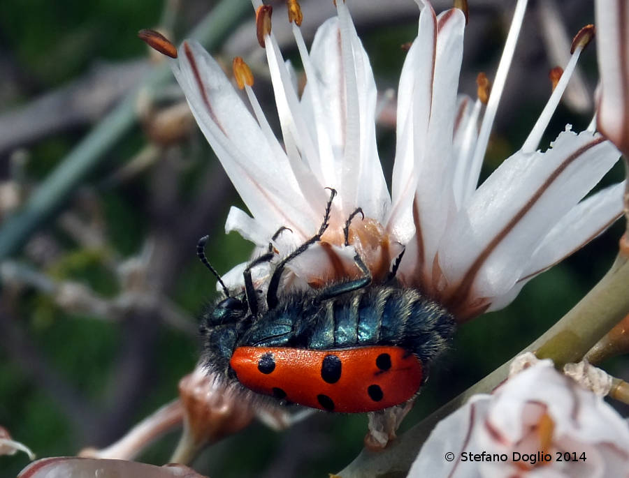 Mylabris hemprichi, Meloidae, tra Marrakech e l''Atlante
